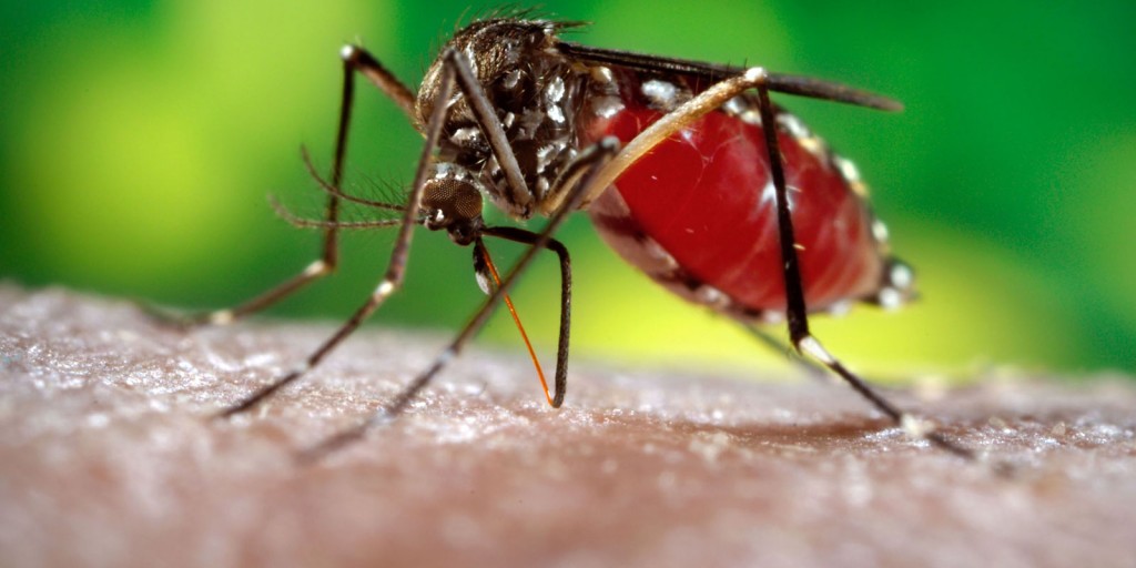 Entre todas as doenças transmitidas pelo Aedes aegypt, a que mais preocupa é a zika pela possibilidade de provocar má formação do feto durante a gravidez - Foto: Divulgação