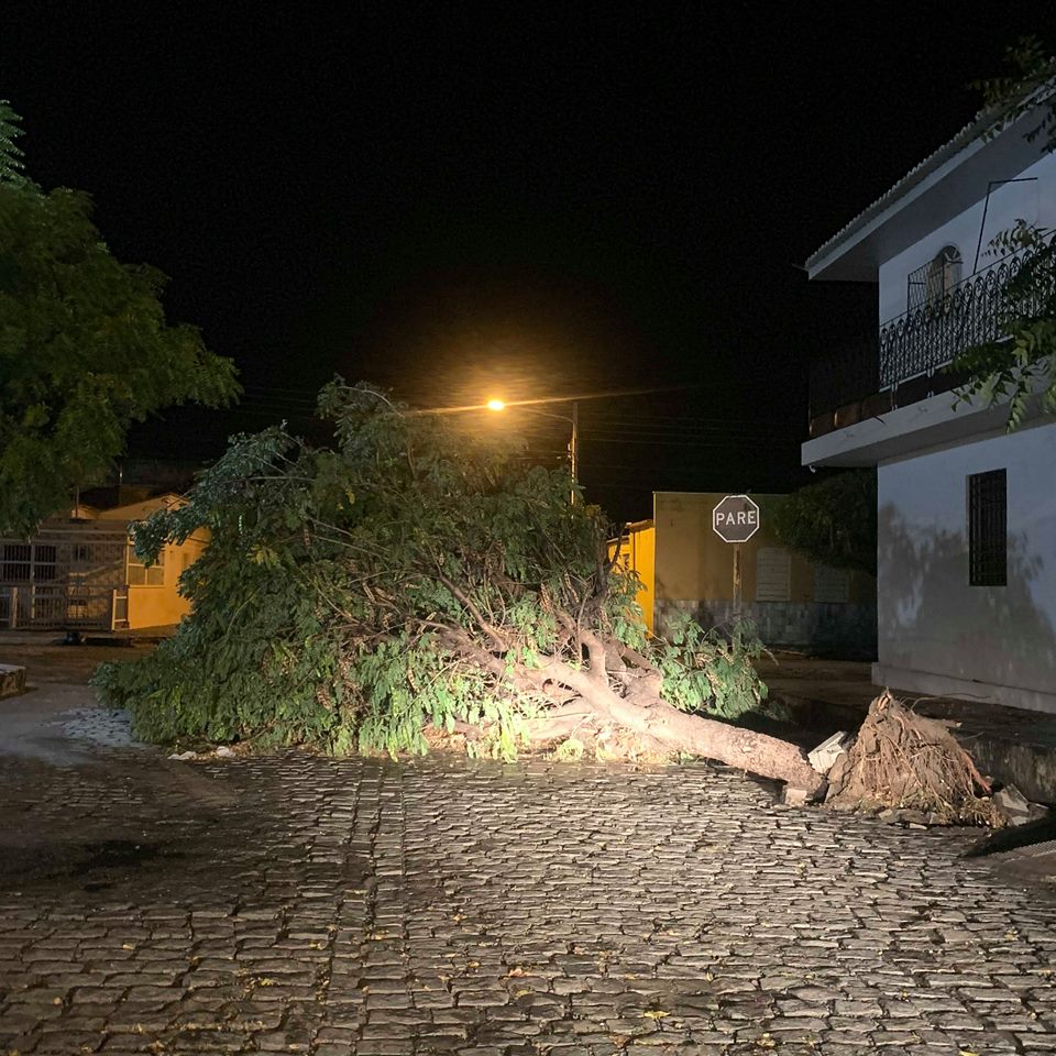 Duas árvores caíram nas imediações do Ciclo Operário. 