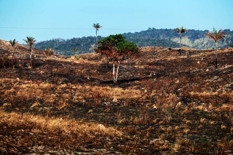 Brasil Perde 16 De Vegetação Herbácea E Arbustiva Em 38 Anos Gláucia Lima 5023